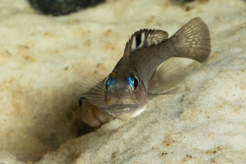 Lamprologus kungweensis 'Burton Bay'